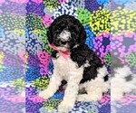 Small Photo #3 Poodle (Standard) Puppy For Sale in LANCASTER, PA, USA