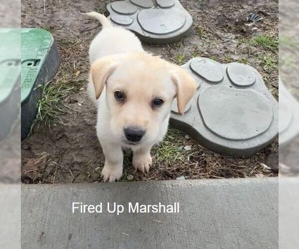 Medium Photo #1 Labrador Retriever-Unknown Mix Puppy For Sale in Sandy, UT, USA
