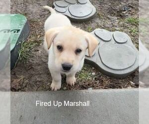 Labrador Retriever-Unknown Mix Dogs for adoption in Sandy, UT, USA