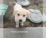 Small Labrador Retriever Mix