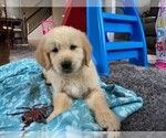 Small Photo #7 Golden Retriever Puppy For Sale in BLACK FOREST, CO, USA
