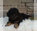Small #1 Shih-Poo