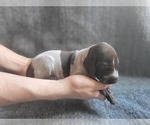 Small Photo #2 German Shorthaired Pointer Puppy For Sale in WEST GLOVER, VT, USA