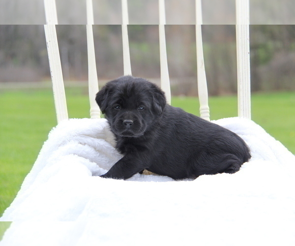 Medium Photo #17 Labrador Retriever Puppy For Sale in HYDE PARK, VT, USA