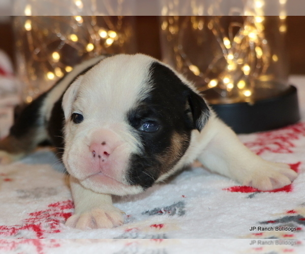 Medium Photo #18 English Bulldog Puppy For Sale in WINNSBORO, TX, USA
