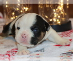 Small Photo #18 English Bulldog Puppy For Sale in WINNSBORO, TX, USA