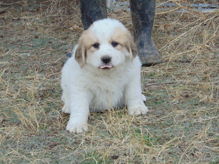 Great Pyrenees Puppy for sale in NORTH PLATTE, NE, USA