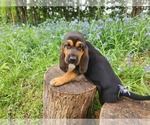 Small #7 Bloodhound