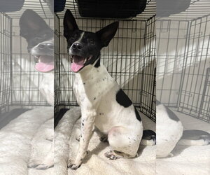 Rat Terrier-Unknown Mix Dogs for adoption in Attalka, AL, USA