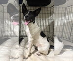 Small Rat Terrier Mix