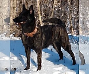 Mother of the Dutch Shepherd Dog puppies born on 07/03/2022