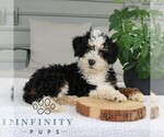Small #1 Bernedoodle (Miniature)