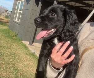 Medium Cocker Spaniel