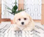 Small Photo #1 Lhasa-Poo Puppy For Sale in NAPLES, FL, USA