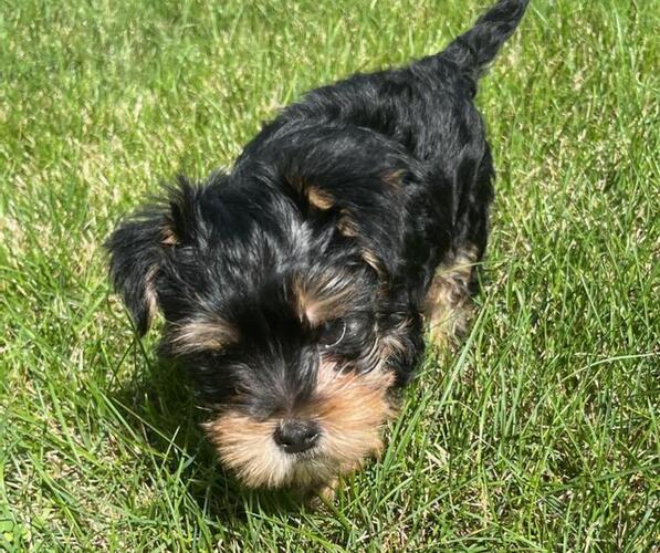 Medium Photo #1 Yorkshire Terrier Puppy For Sale in PLANO, IL, USA