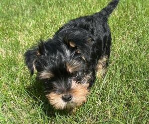 Yorkshire Terrier Puppy for sale in PLANO, IL, USA