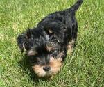 Small Photo #1 Yorkshire Terrier Puppy For Sale in PLANO, IL, USA