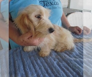 Chiweenie-Poodle (Toy) Mix Puppy for sale in RATTAN, OK, USA