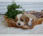 Puppy Kobe Cavalier King Charles Spaniel