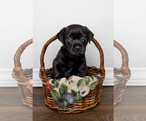 Cordelia - Female Labrador Retriever-Unknown Mix Dog for Adoption - Photo #6