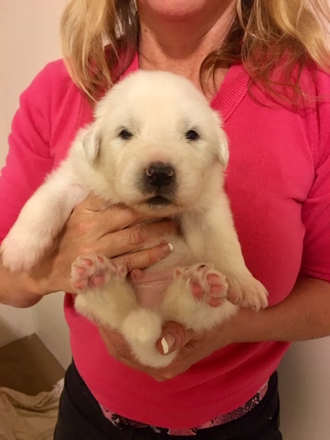 Medium Photo #2 Great Pyrenees Puppy For Sale in RED HOUSE, WV, USA