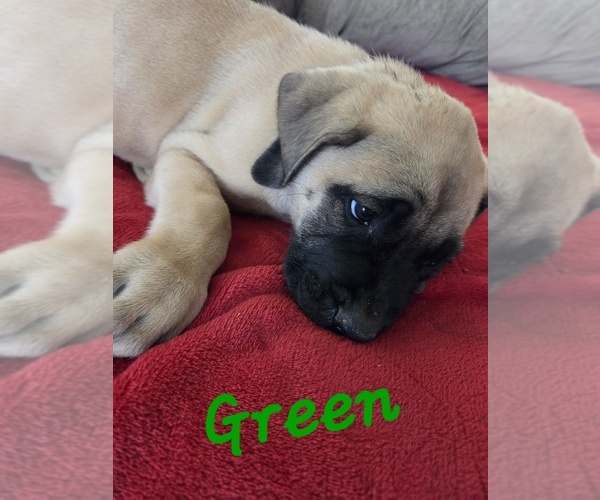 Medium Photo #28 Mastiff Puppy For Sale in WALNUT COVE, NC, USA