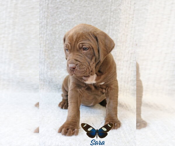 Medium Photo #9 Mastiff-Unknown Mix Puppy For Sale in Wakefield, RI, USA