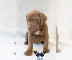 Small #8 Mastiff Mix