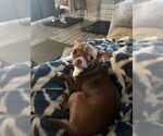 Small #1 Chihuahua