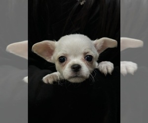 Chihuahua Puppy for sale in SALEM, OR, USA