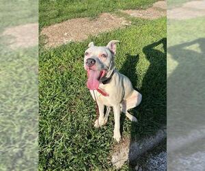 Medium Boxer Mix