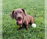 Small #10 Dachshund-Labrador Retriever Mix