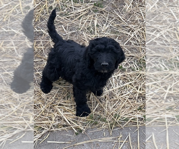 Medium Photo #1 Labradoodle Puppy For Sale in STEPHENVILLE, TX, USA