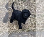 Small Photo #1 Labradoodle Puppy For Sale in STEPHENVILLE, TX, USA