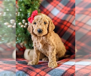 Goldendoodle Puppy for sale in CHRISTIANA, PA, USA
