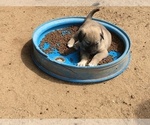 Small Photo #5 Anatolian Shepherd Puppy For Sale in HUBBARD, TX, USA