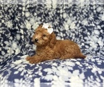Small #3 Goldendoodle (Miniature)