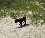 Small Photo #20 Boxer-Poodle (Standard) Mix Puppy For Sale in WEST POINT, VA, USA