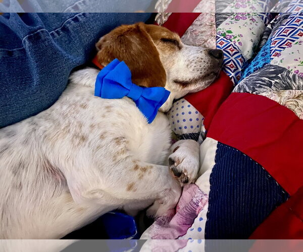 Medium Photo #10 Beagle Puppy For Sale in Chesapeake, VA, USA