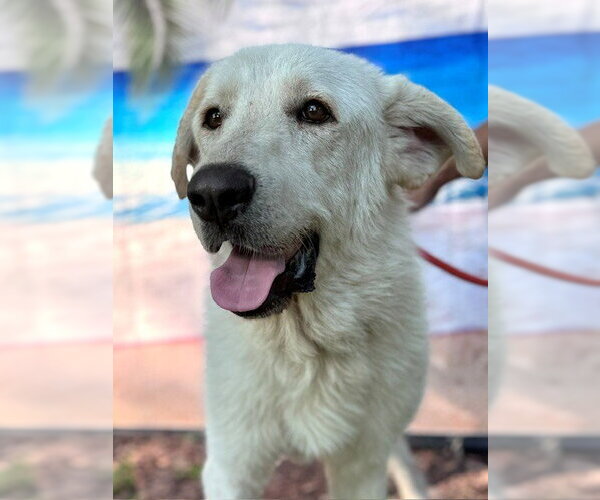 Medium Photo #10 Great Pyrenees Puppy For Sale in Spring, TX, USA