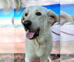 Small Photo #10 Great Pyrenees Puppy For Sale in Spring, TX, USA