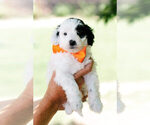 Puppy Franklin Goldendoodle (Miniature)