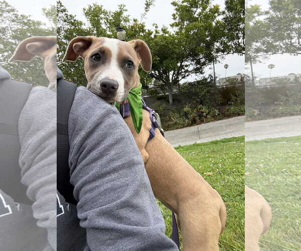 Medium Photo #2 American Pit Bull Terrier-Unknown Mix Puppy For Sale in Berkeley, CA, USA