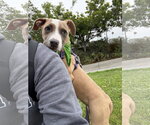 Small #1 American Pit Bull Terrier Mix