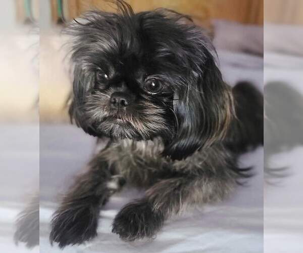 Medium Photo #1 Shih Tzu Puppy For Sale in WESLEY CHAPEL, FL, USA