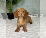 Small #2 Dachshund