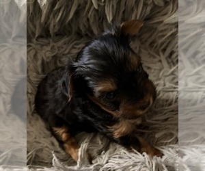 Yorkshire Terrier Puppy for sale in SAN JOSE, CA, USA