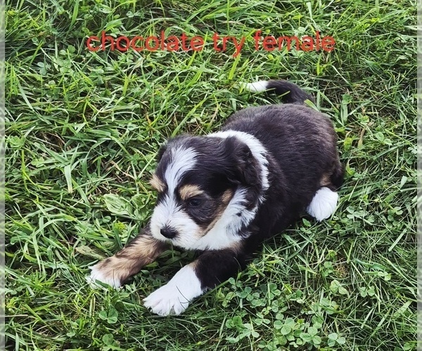 Medium Photo #6 Bernedoodle (Miniature) (+ Poodle Miniature) Puppy For Sale in DETROIT, MI, USA