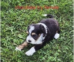 Small Photo #6 Bernedoodle (Miniature) (+ Poodle Miniature) Puppy For Sale in DETROIT, MI, USA