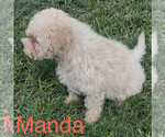 Small #1 Maltese-Poodle (Toy) Mix